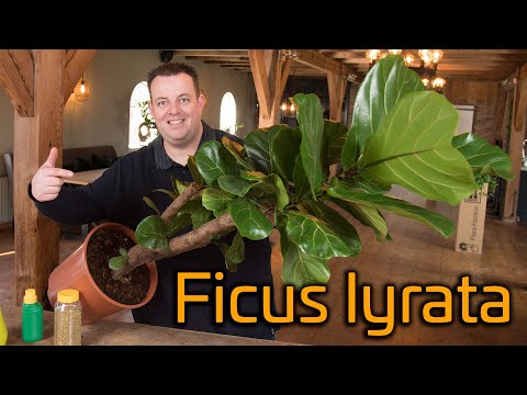 , title : 'Tips voor de verzorging van je Ficus Lyrata (Tabaksplant)'