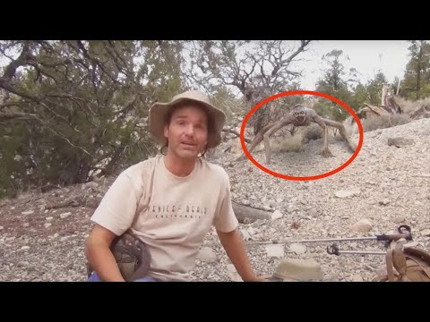 15 gruselige Videos, die im Wald aufgenommen wurden