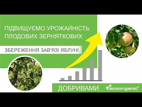 Підвищуємо урожайність плодових зерняткових (Збереження зав'язі яблуні)