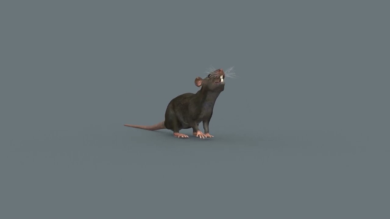 Top Rat - 8k - 3d animated mouse 3D Model