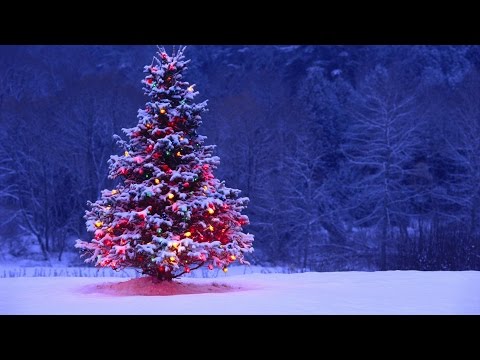 O Christmas Tree - Jingle Punks - Carol Of The Day 4