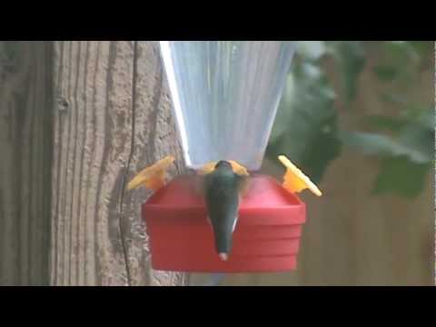 Backyard Hummingbird