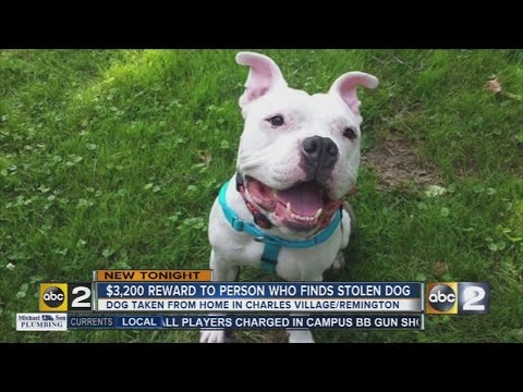 Craigslist Pets Baltimore