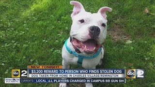 Lost Baltimore dog may have been stolen for dog fighting