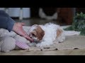 Cavapoo dogs for sale: Sasha - Video 1