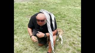 27 - Georgia 2021 - Mtskheta - The Dogs of Georgia
