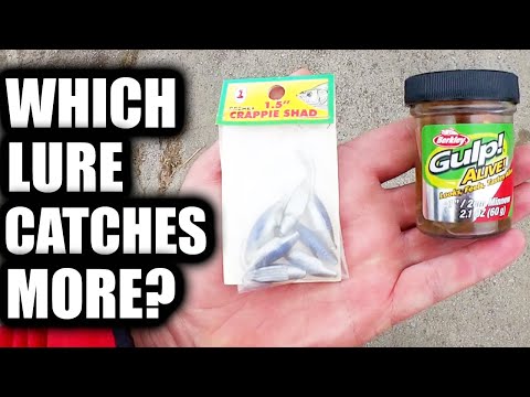Crappie Shad vs Gulp Minnow - Which Fishing Lure Will Catch More Fish?