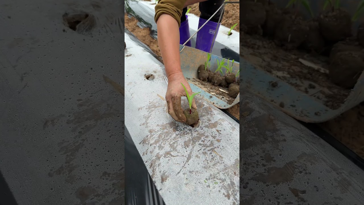 Cultivo de Milho Biológico