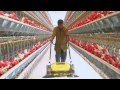 Poultry Farming Open House Battery Cage System Egg Production In India