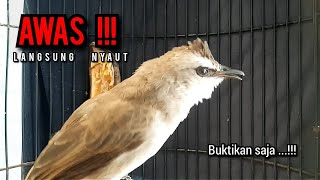 Download lagu trucukan gacor TARUNG ROPEL PANJANG pancingan trucukan agar bunyi jadikan burung trucuk gacor NYAUT mp3 Download lagu trucukan gacor TARUNG ROPEL PANJANG pancingan trucukan agar bunyi jadikan burung trucuk gacor NYAUT mp3