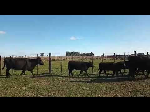 Lote 25 vacas + 25 terneros/as al pie