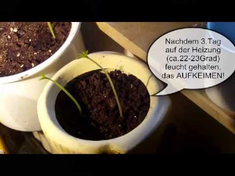 Der Wunderbaum-Moringa Baum-Projekt erfolgreich!!!