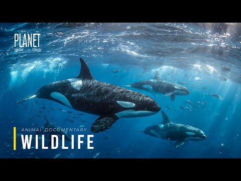 The Arctic Food Chain A System That Cannot Break