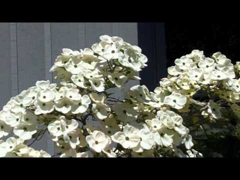 Eddie's White Wonder.MOV