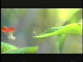 A Bug S Life 1998 Trailer 2 VHS Capture