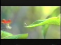 A Bug's Life (1998) Trailer 2 (VHS Capture) 