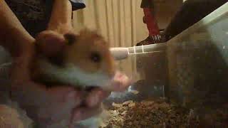 Cringy ASMR with hamster