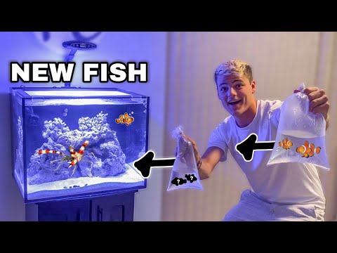 BUYING NEW SALTWATER FISH for AQUARIUM!?!