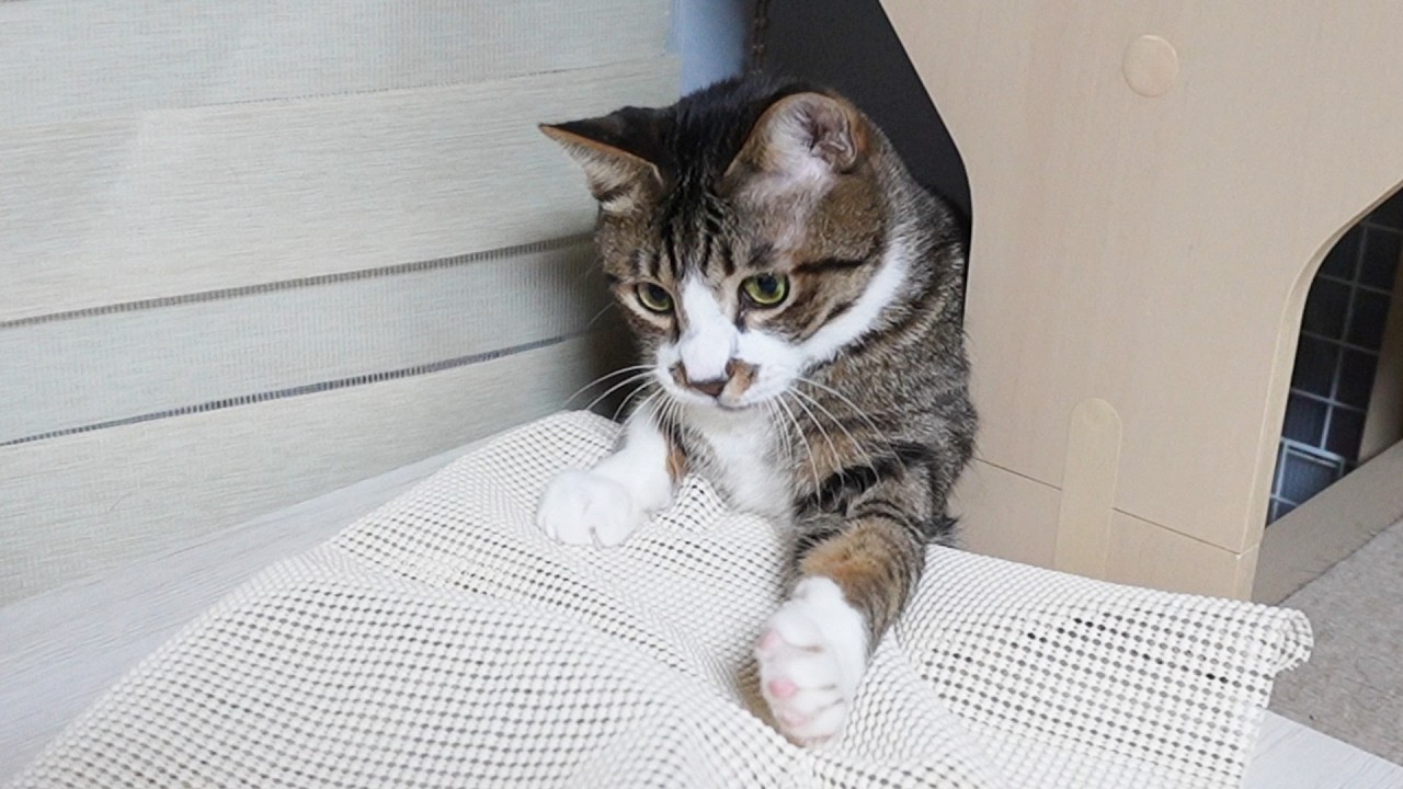 すべり止めの存在を許さない猫は確実に回収します！飛び出しゴマちゃん【リキちゃんねる　猫動画】 キジトラ 猫のいる暮らし