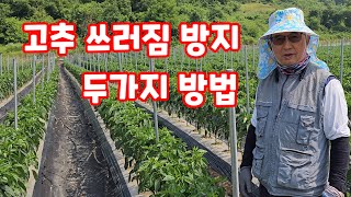 고추 쓰러짐 방지 2023 두가지 방법 [고추재배방법]