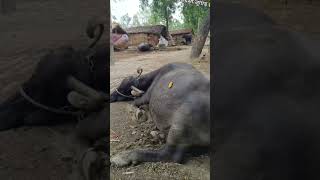 Anjali Ki Bhabii 🤣 #comedy #ashuraj #funny #shorts #short #shortvideo #shortsfeed #shortsvideo