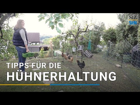 Die besten Tipps für die Hühnerhaltung im Garten und in der Stadt | Hobbyfarming