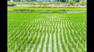 Muhondo Organic Farming Center