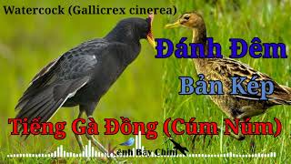 Download lagu Tiếng Gà Đồng (Cúm Núm) Bản Kép Đánh Đêm, Cực Nhạy Với Gà Tơ - Water Cock Call Song | Kênh Bẫy Chim mp3 Download lagu Tiếng Gà Đồng (Cúm Núm) Bản Kép Đánh Đêm, Cực Nhạy Với Gà Tơ - Water Cock Call Song | Kênh Bẫy Chim mp3