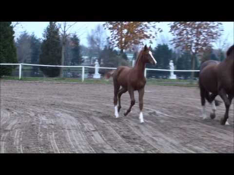 Hengstfohlen von Apache