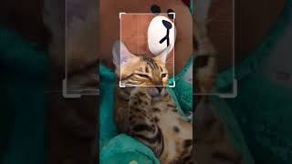 Download lagu Cute Cat #cutecat #cutecatshort #cuteanimals #kucing #kucinglucu #kucingimut mp3 Download lagu Cute Cat #cutecat #cutecatshort #cuteanimals #kucing #kucinglucu #kucingimut mp3