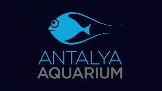 Antalya Aquarium - 94