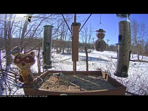 Six Species In One Minute | Cornell Feeders – Feb. 1, 2019