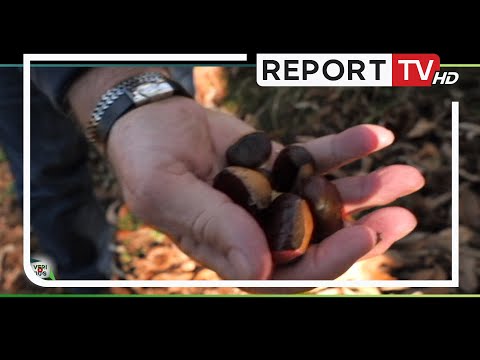 Në Reç, mes gështenjave të djelën ora 13 e 30 në Veri Jug