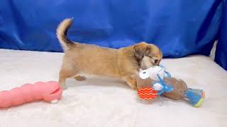 ハーフ犬の動画01