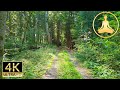 Virtual Forest Walk (4K 60fps nature)