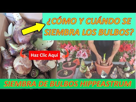 , title : '¿CÓMO Y CUÁNDO SEMBRAR LOS BULBOS DE HIPPEASTRUM Amaryllis?'