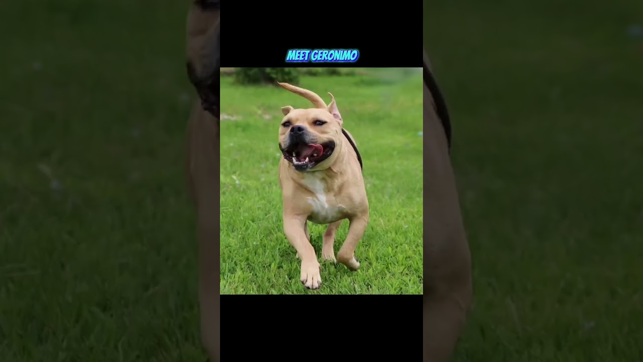 Geronimo, a Adoptable Mixed Breed video 3/6