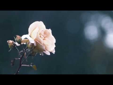 Mad World - JDStone Covers - A song I never thought I'd release...