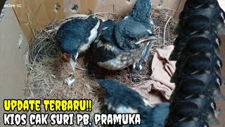 Download lagu Update Terbaru!! Kios cak suri PB, pramuka ' mp3 Download lagu Update Terbaru!! Kios cak suri PB, pramuka ' mp3