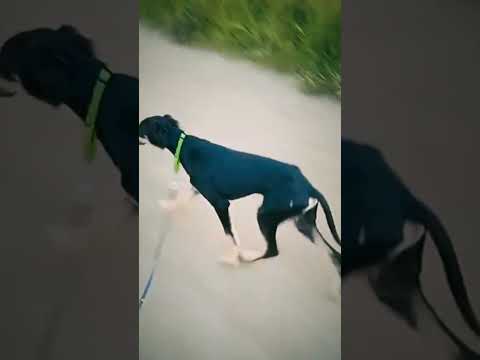 Saluki puppy for sale
