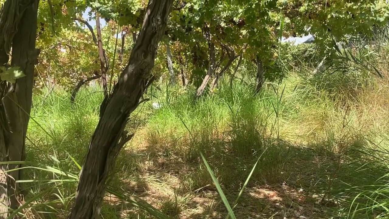 اهم الاعمال لدخول خلايا النحل لموسم الخريف 