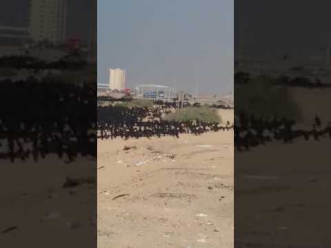 Birds in a colony near the beach