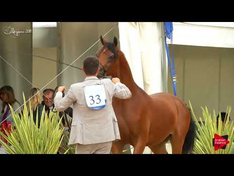 N.33 D KAHEEL - Bergamo 2018 - 2 Years Old Colts (Class 4)