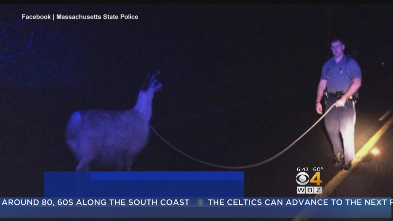 State Police Trooper Wrangles Loose Llama In Western Massachusetts