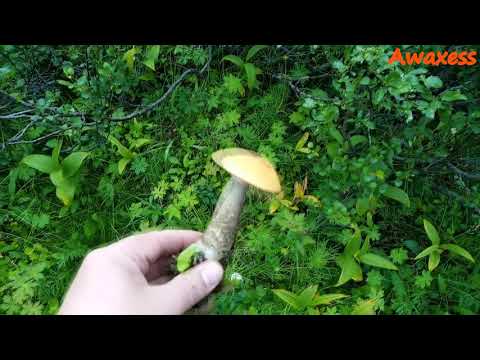 ТУНДРА и жареная картошечка с грибами 🌟 TUNDRA and fried potatoes with mushrooms