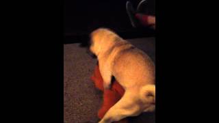 Funny pug gettin it with stuffed animal