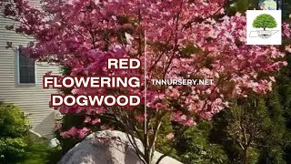 Red Flowering Dogwood - TN Nursery