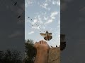Kabootar In Hand And Pigeon Videos Kabootar Video Kabootar Shorts