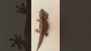 Download lagu Suara cicak lucu mp3 Download lagu Suara cicak lucu mp3