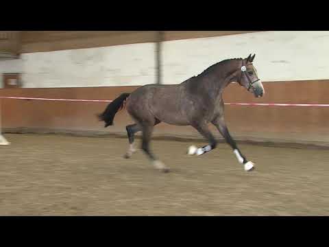 29. Mecklenburger Körtage - Kat.Nr. 76 Hengst v. Leevster